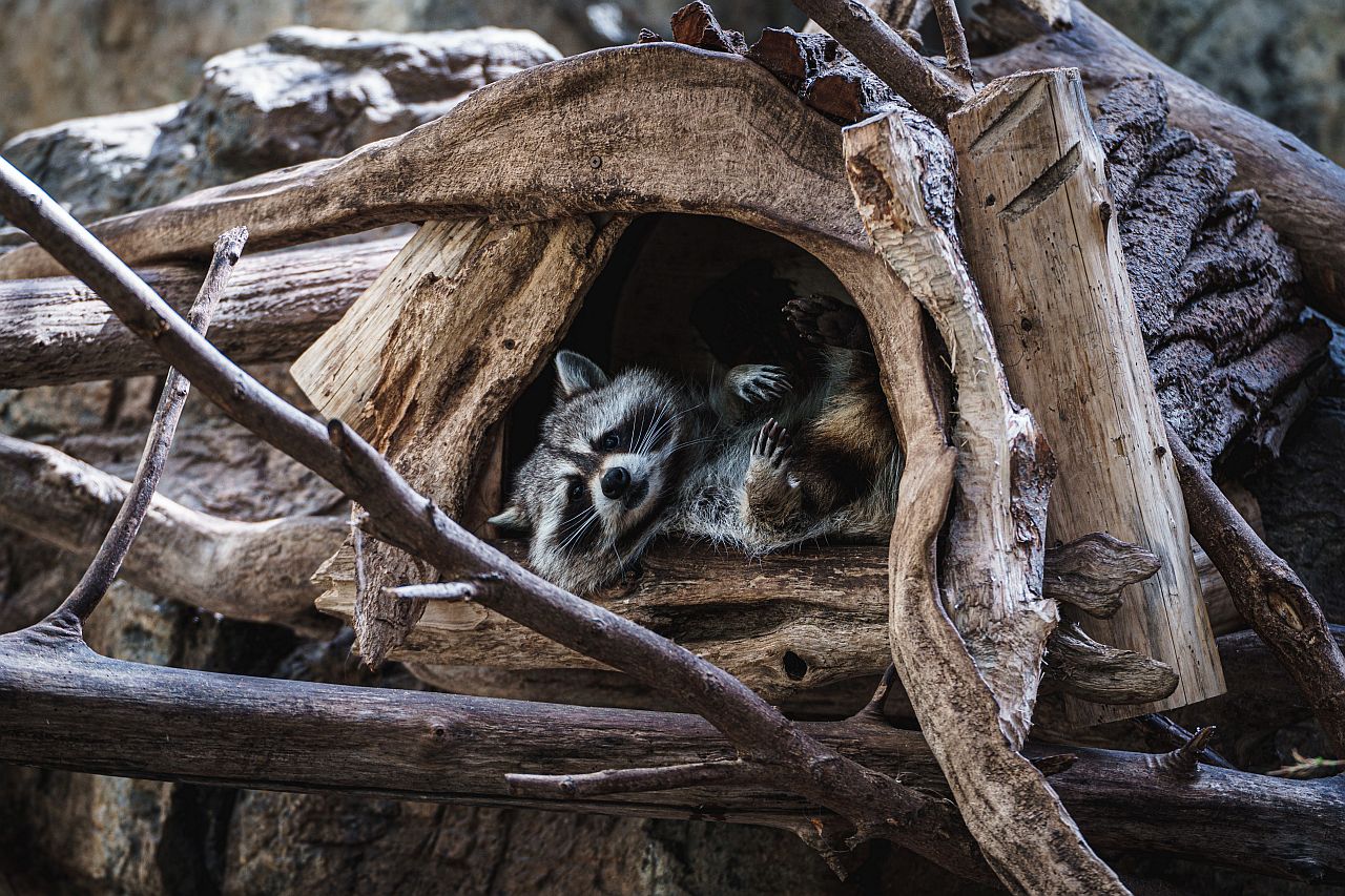Yiff - objavujete nezvyčajný spôsob, ako spojiť farebné postavy?