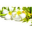 Shiatsu masážny olej Ylang-Ylang